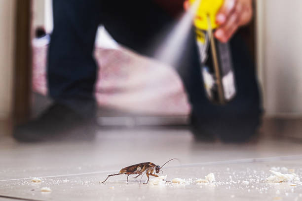 Best Best Pest Control Companies  in Little Chute, WI